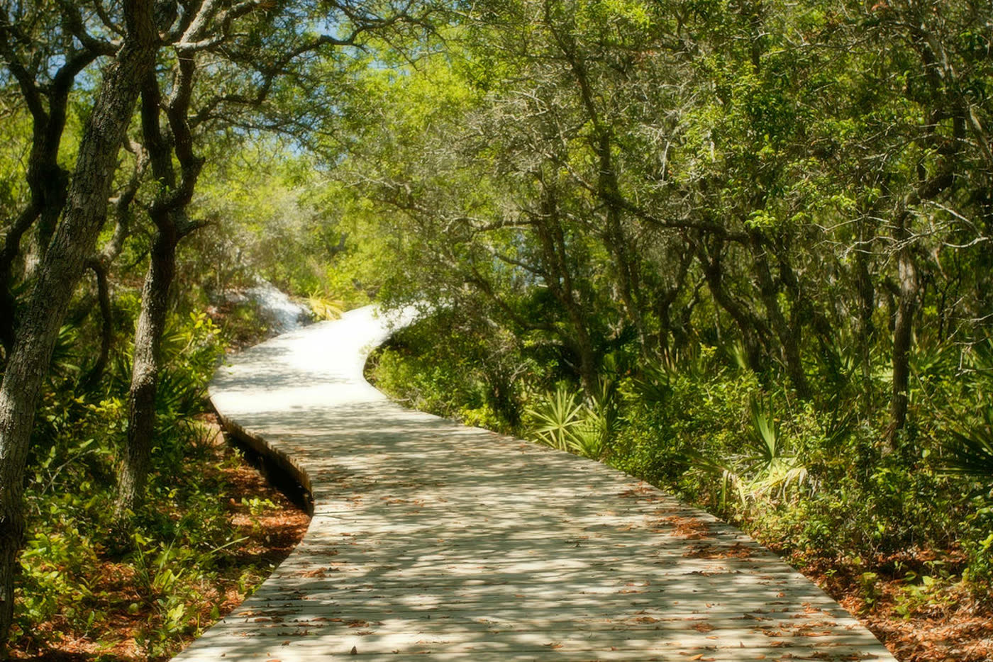 Palm-lined path in a Scenic 30A beach community