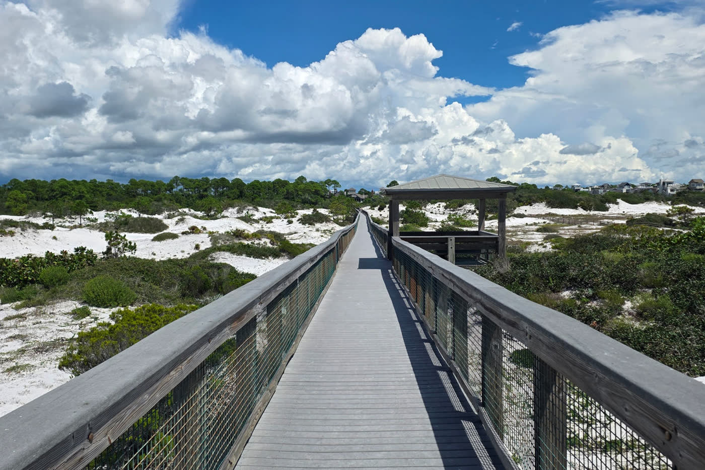 Coastal dune lake edged by pines